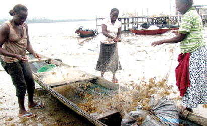Blue Economy: Why women are  lowest paid —Experts