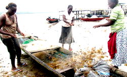 Blue Economy: Why women are  lowest paid —Experts