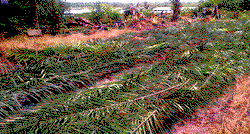 Ajigba: Delta community where rice, not oil, is gold