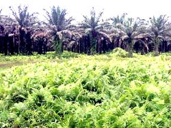 The Palm Tree Of God’s Righteousness