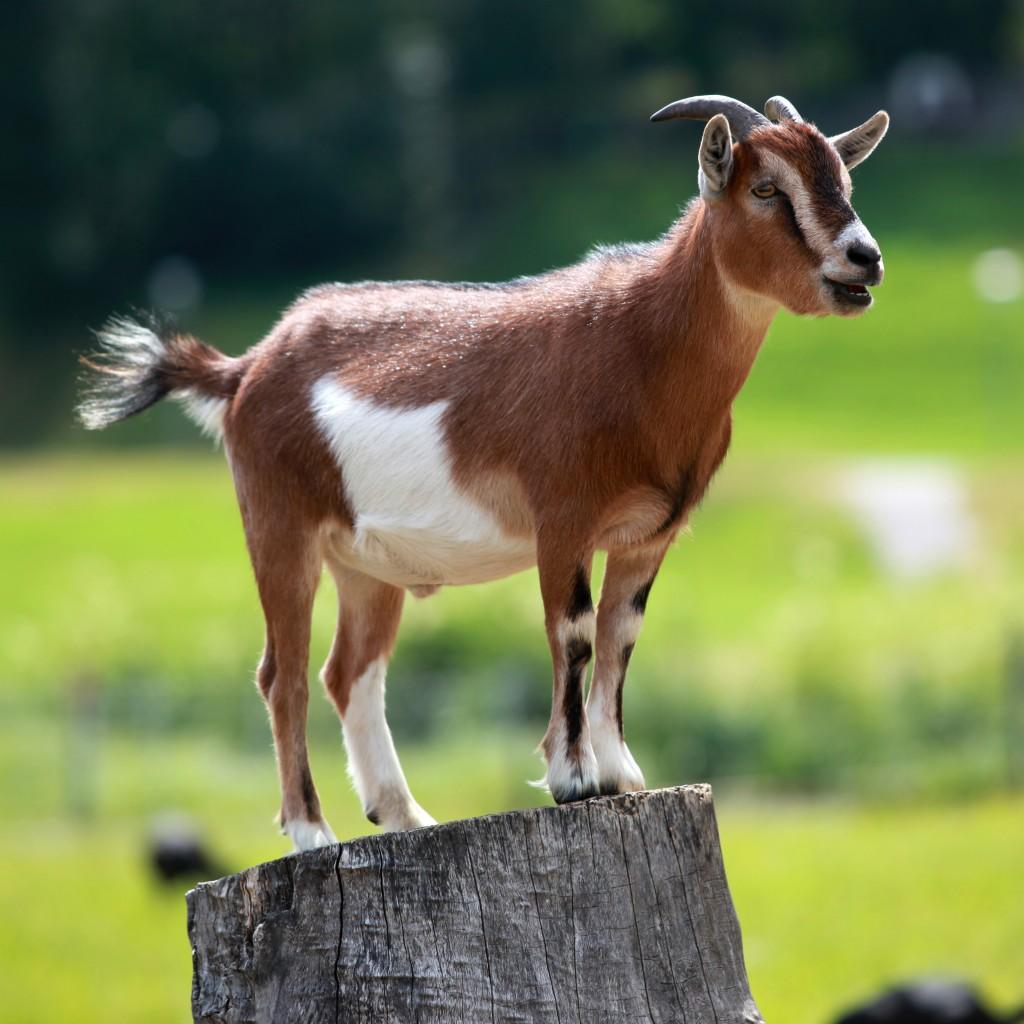 Man bags three months jail term for stealing two goats