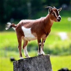 Bizarre! Eight men take turns to ‘rape’ pregnant goat, Police hunt