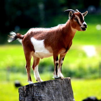 To NatGeo: A story idea on Nigerian animals by Rueben Abati