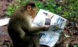 Monkey causes countrywide power outage in Kenya