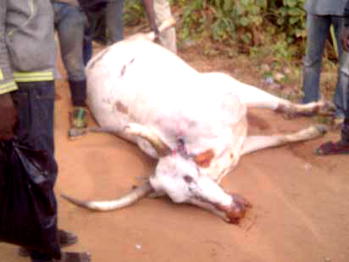 Sallah: NTIC slaughters 1,000 cows for indigent families
