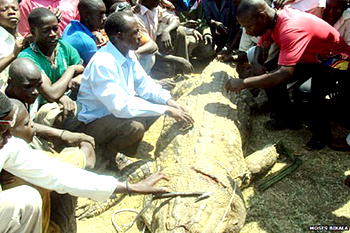 How I killed  the crocodile that  ‘ate my wife’