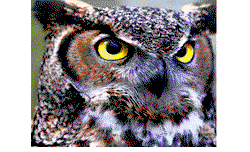 Birds can protect Nigeria from health, economic problems —NCF