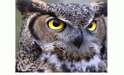Birds can protect Nigeria from health, economic problems —NCF