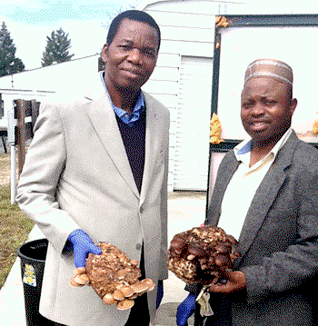 Nigeria must tap into the multi-million-dollar mushroom market — Prof Okhuoya