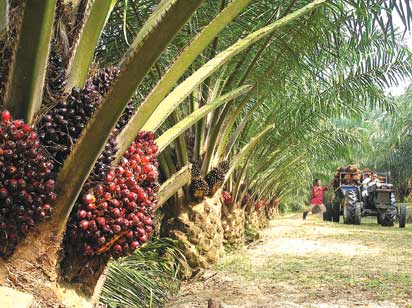 Nigeria’s Palm Oil deficit hits $800m