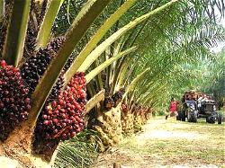 Kit for detection of palm oil adulteration