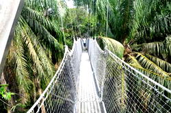 Tourist attraction: Lagos unveils Africa’s longest canopy walkway