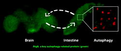 Scientists delay aging process by remote control