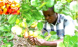 Weaver ants can boost cashew yield, study shows