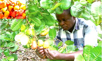 Cashew farmers target $650m export income