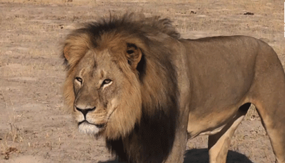 Lion kills man in Ibadan