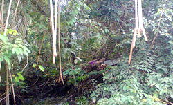 Igbele: Evil forest where Itsekiris dump corpses of witches, wizards