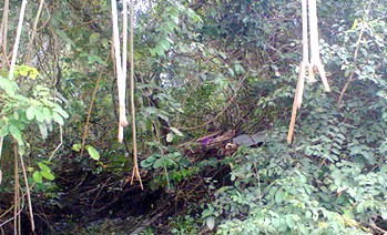 Drug barons set rules in Ibadan ‘evil forest’