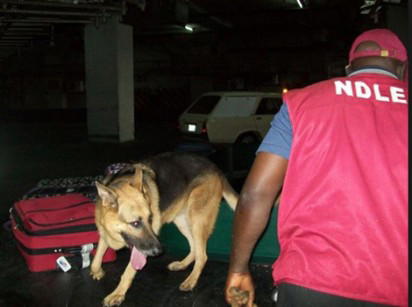 NDLEA operative e1460031325809 Christmas turns sour for drug traffickers