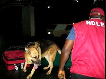 Seme Customs hands over confiscated drugs to NDLEA