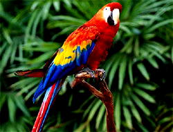 World Parrot Day: Wild Africa, World Parrot Trust call for stronger protection of parrots in Nigeria
