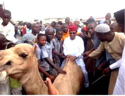 Eld-el-Fitri: Senator Shehu Sani, distributes N15 million camels, foodstuff to constituents