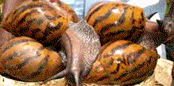 Why Nigeria is losing out on snail export market— Analyst