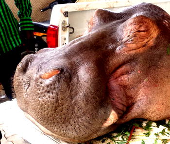 How hippopotamus meat was shared in Gombe