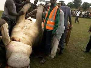 Hunter nabbed for shooting a ‘bush pig which later transformed into his friend’