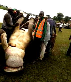 Hunter nabbed for shooting a ‘bush pig which later transformed into his friend’