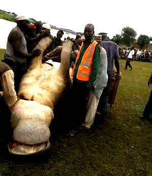 Hunter nabbed for shooting a ‘bush pig which later transformed into his friend’