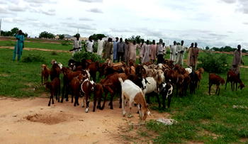 Jigawa to start exporting goats to Kuwait, others.