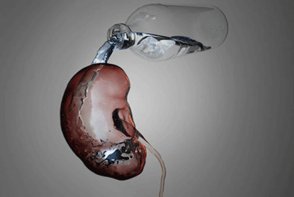 kidneys