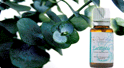 How Eucalyptus oil promotes wellness