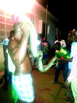 Killers of python in Calabar pastor’s abode: Handling snake is our culture; no charms or juju