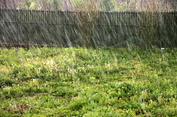 Lokoja first rainfall uproots tree, injures 2 persons