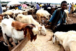 EID-EL-KABIR: Govs task Nigerians on peaceful co-existence, prayer