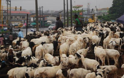Ram sacrifice: Eid Mubarak!