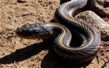 Snake rearing, most lucrative business – Official