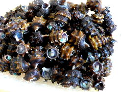 Bizarre: Village where periwinkles are gods