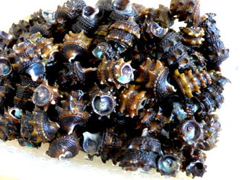 Bizarre: Village where periwinkles are gods