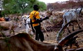 Fulani herdsmen are criminals, not terrorists like IPOB – FG