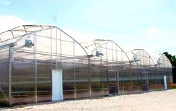 Food security: Nigeria gets Confined Field Trial facility for hybrid rice