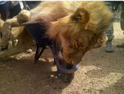 Lion escapes from Jos Wild Life Park, shot dead