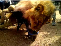 Plateau plans naming ceremony for lion named after Gov Lalong