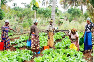 Vegetable farmers at work. 70 per cent of the farmers in Nigeria now are women.