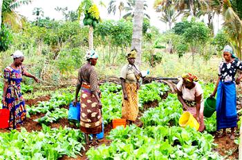 NGO urges government to increase agric financing