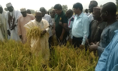 Crop-eating pest could hit Africa food supplies -experts