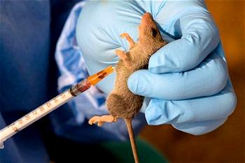 Lassa Fever hits Federal Government College Plateau, kills student, two others hospitalised