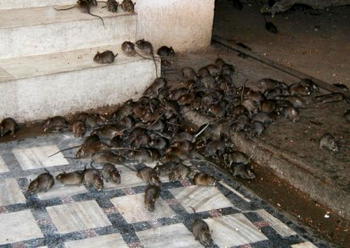120 million rats to invade British homes ―Expert